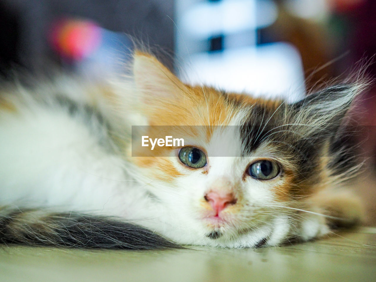 Cat relaxing indoors