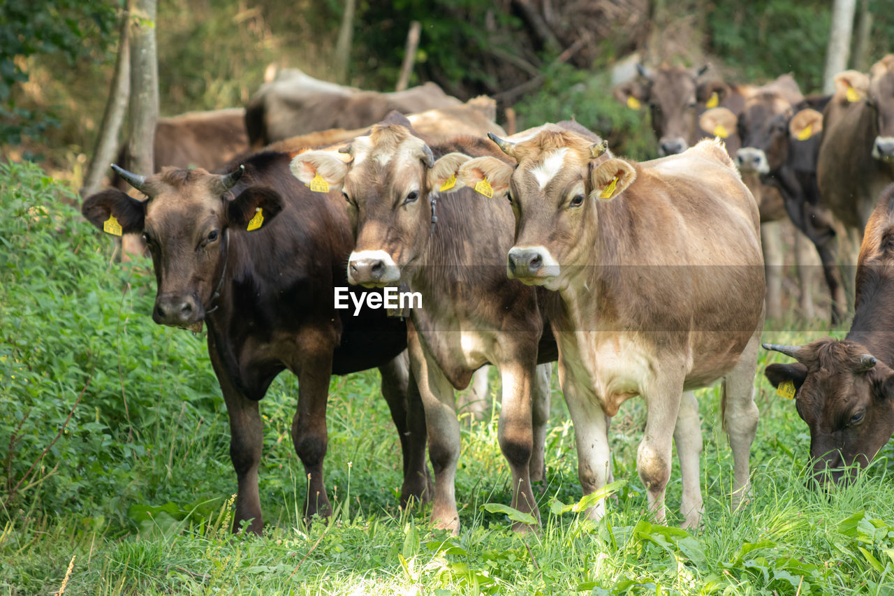 HORSES STANDING IN FIELD