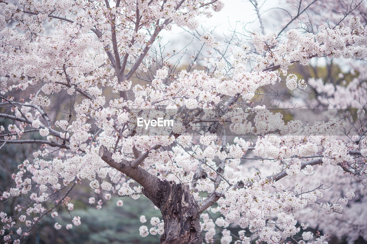 Cheery blossoms growing on tree