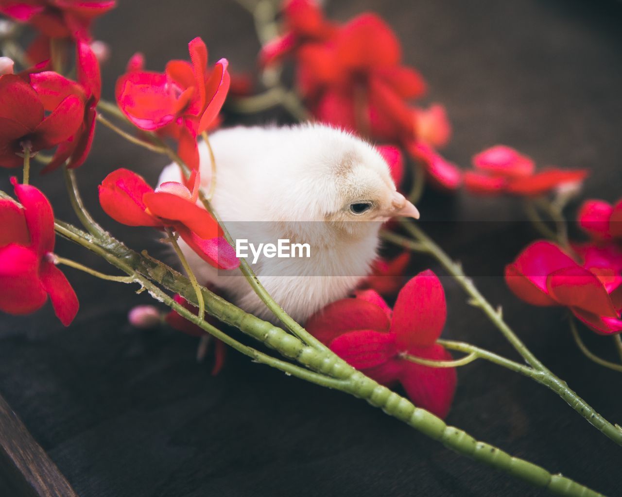 Close-up of baby chicken amidst red flowers