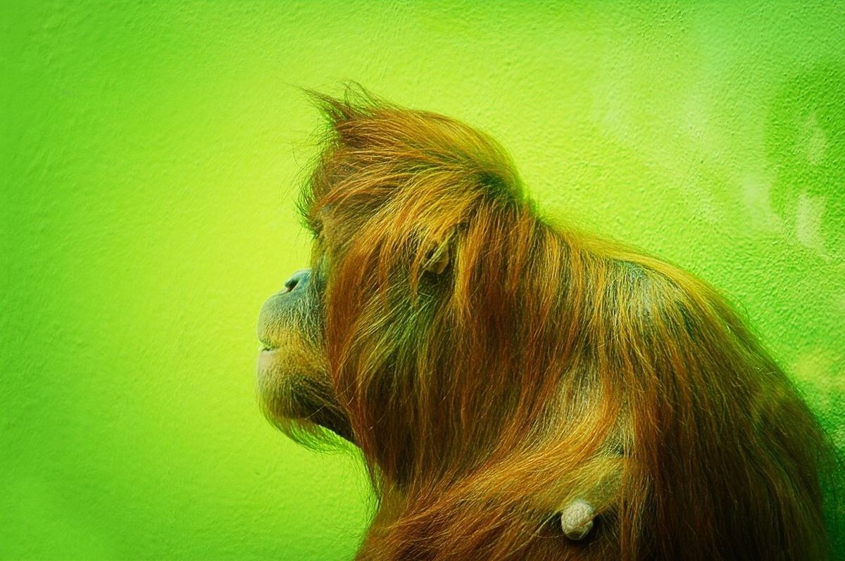 Close-up side view of orangutan against green wall