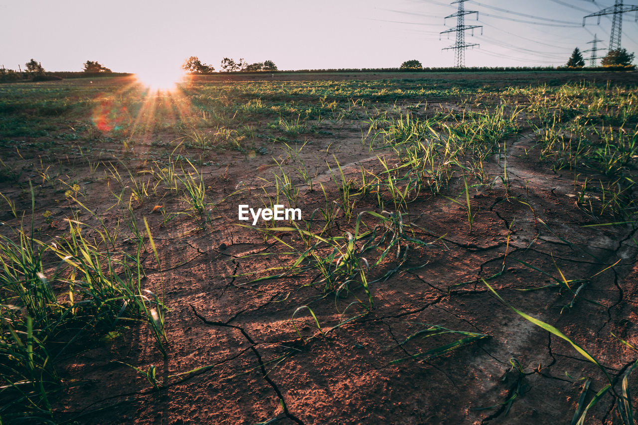 Scenic view of field against bright sun