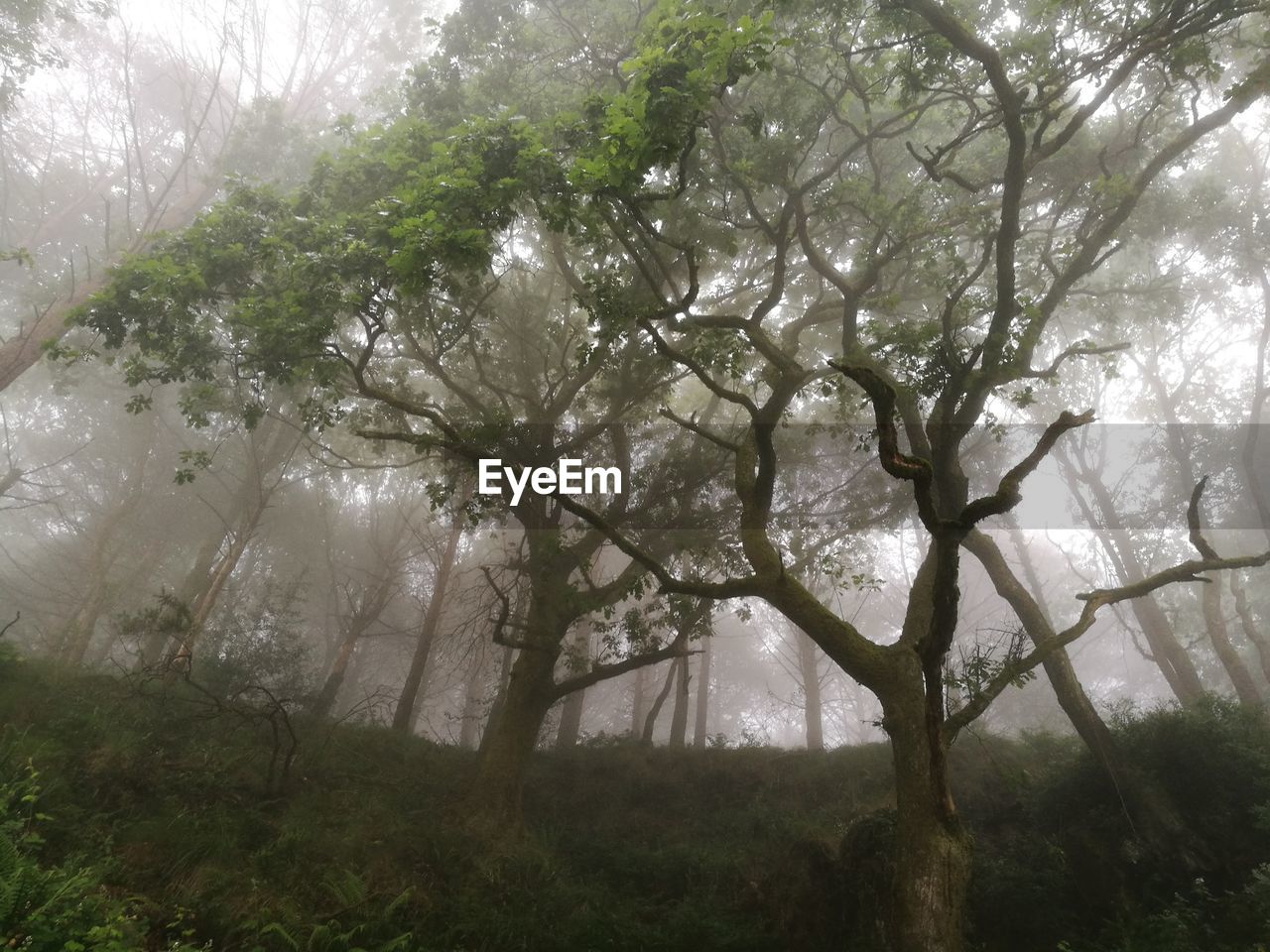 LOW ANGLE VIEW OF TREES IN FOGGY FOREST