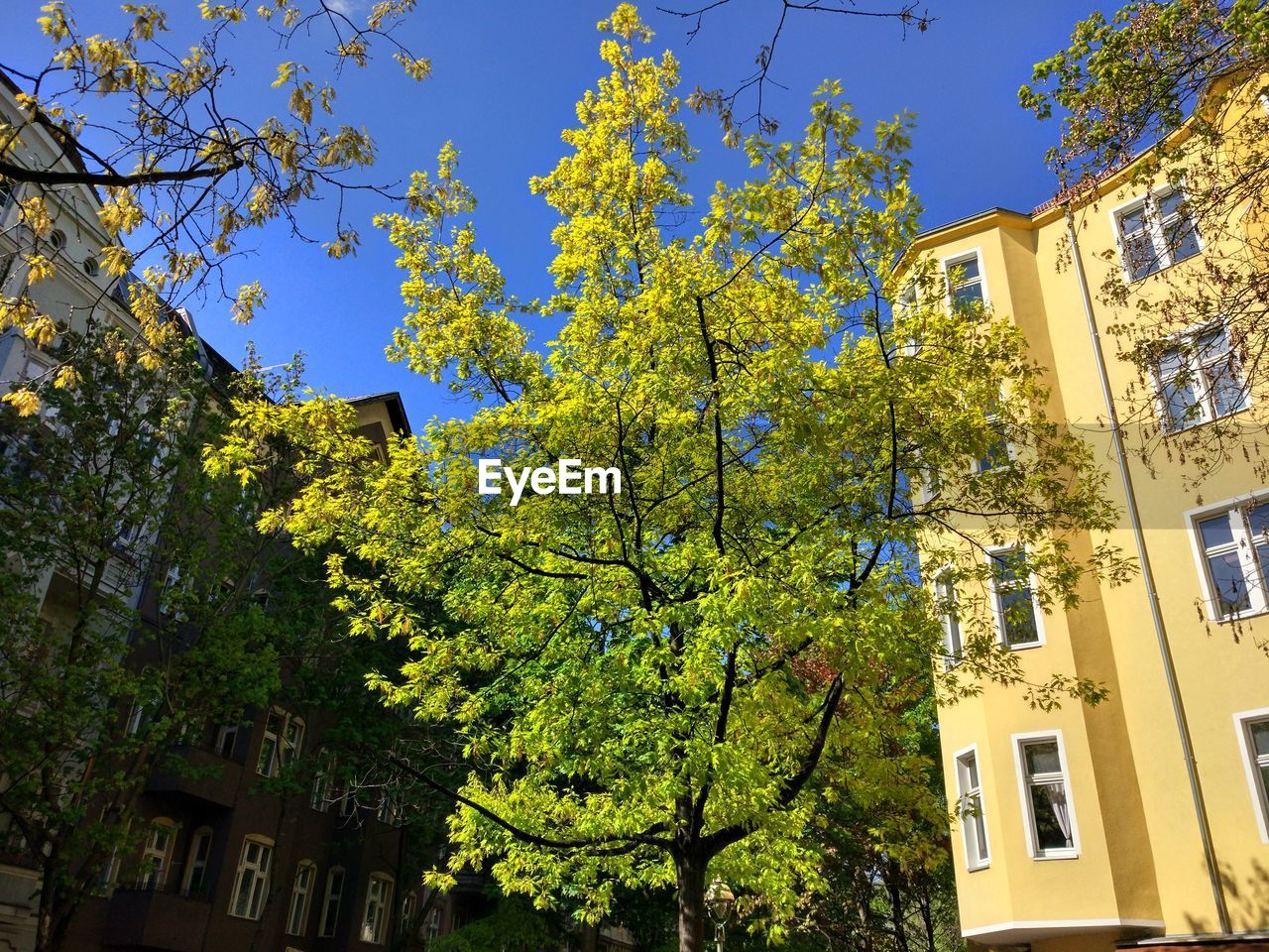 Low angle view of trees against clear sky