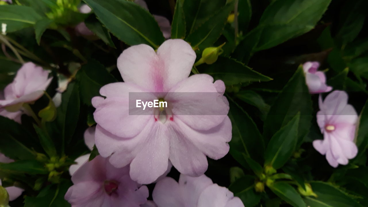 flower, flowering plant, plant, freshness, beauty in nature, close-up, petal, pink, plant part, flower head, leaf, inflorescence, fragility, nature, growth, no people, blossom, botany, outdoors, green, springtime, white