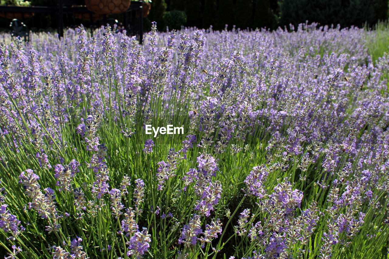 PURPLE FLOWERS ON FIELD