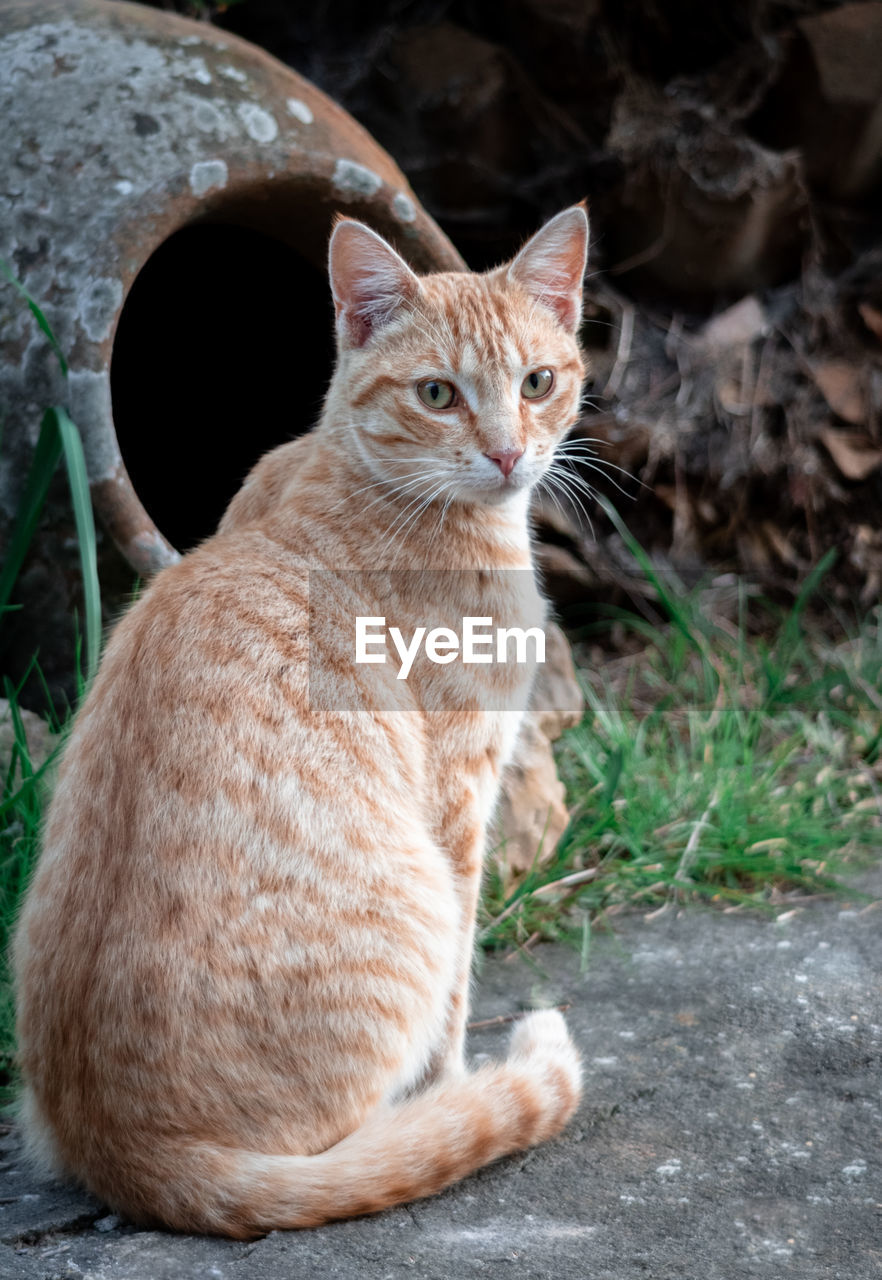 Portrait of a cat looking away