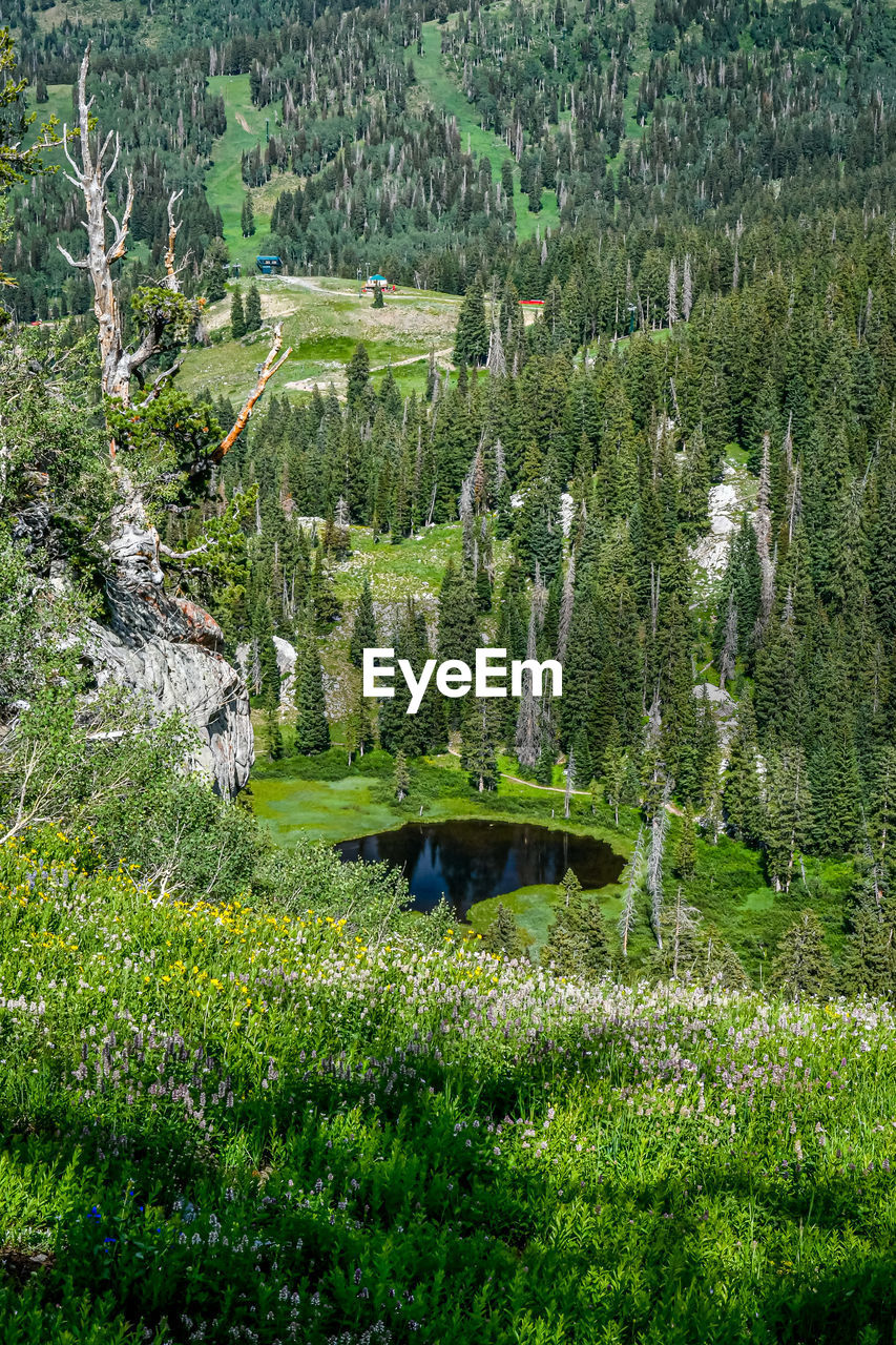 High angle view of plants and trees in forest