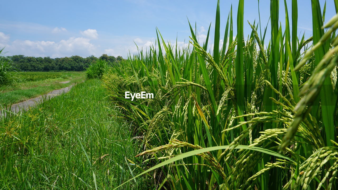 Crops growing on field against sky