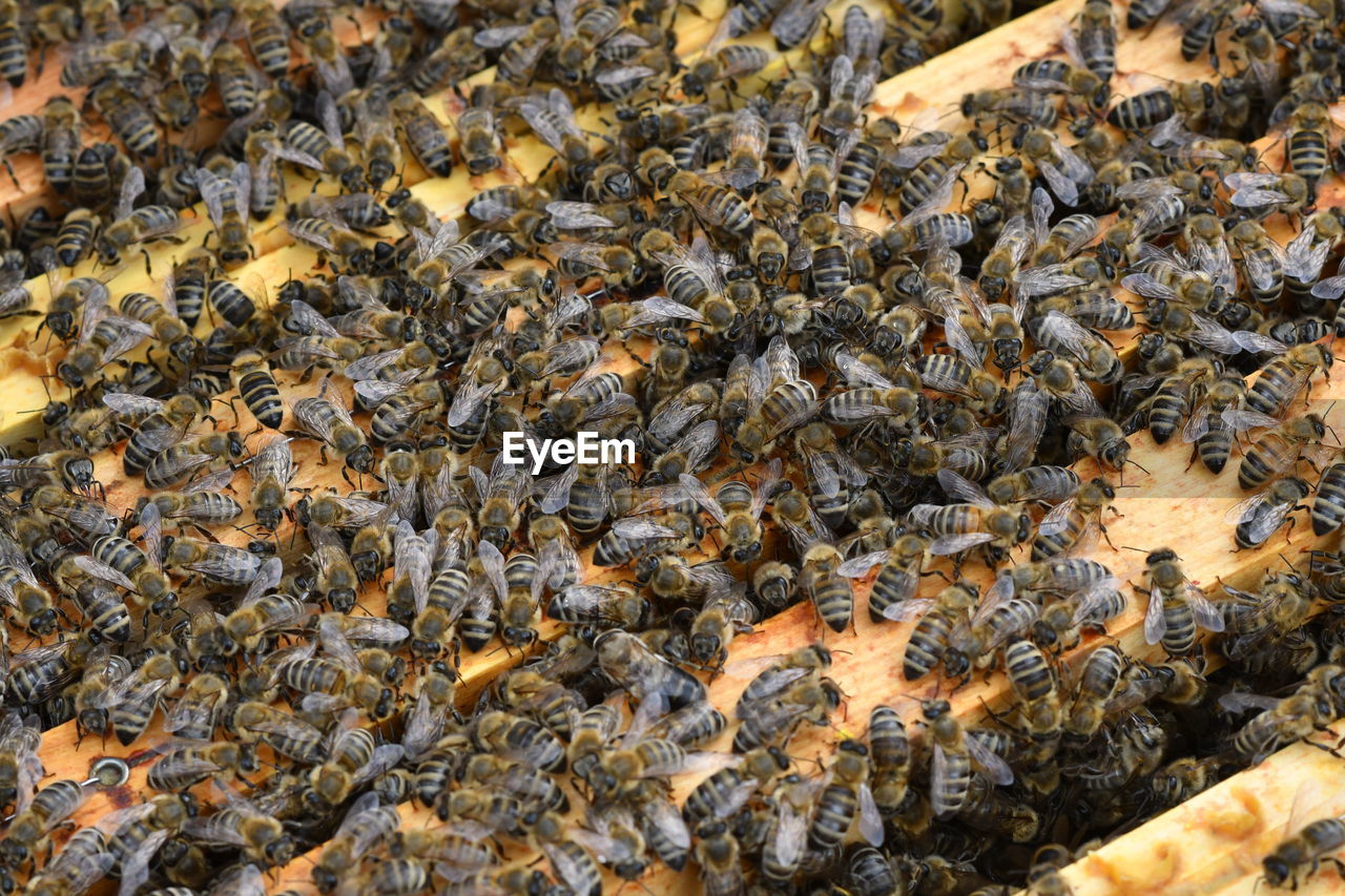 HIGH ANGLE VIEW OF BEE ON THE GROUND