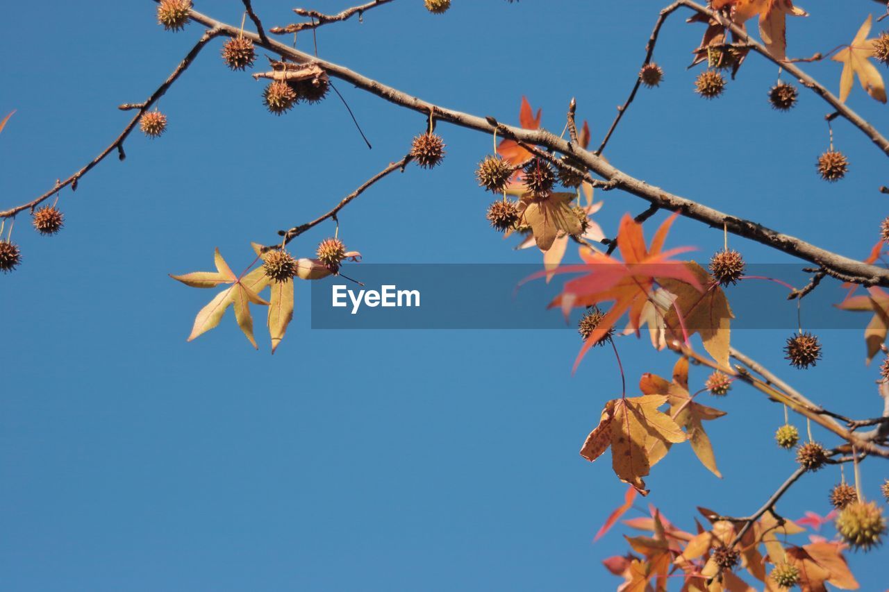 Low angle view of cherry tree against clear blue sky