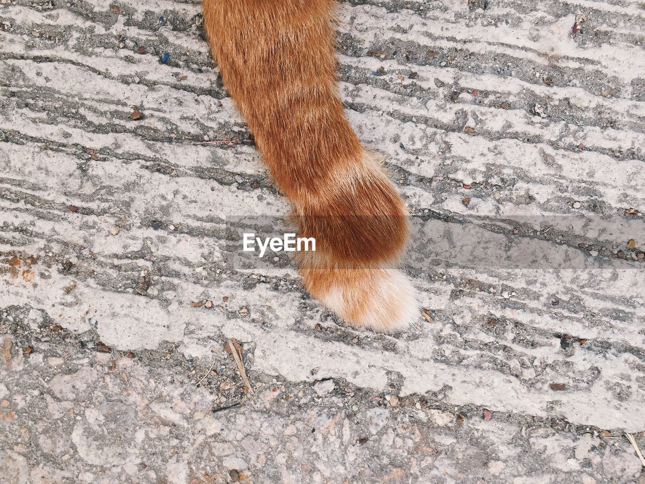 Cropped image of ginger cat tail on concrete