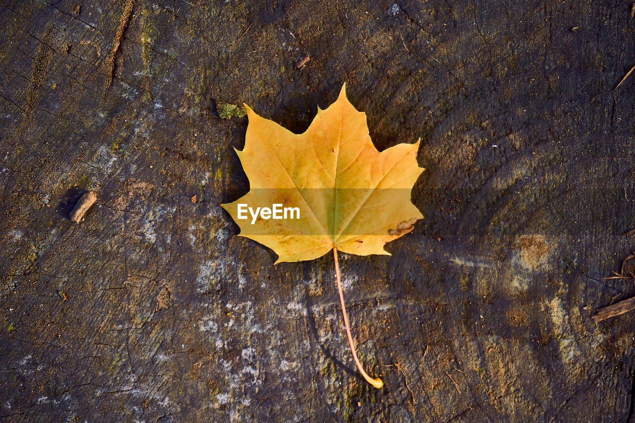 CLOSE-UP OF AUTUMN LEAF ON WOOD