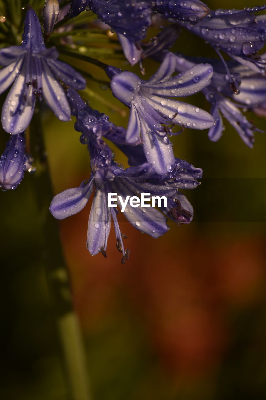 CLOSE-UP OF PURPLE FLOWER WITH WATER DROPS