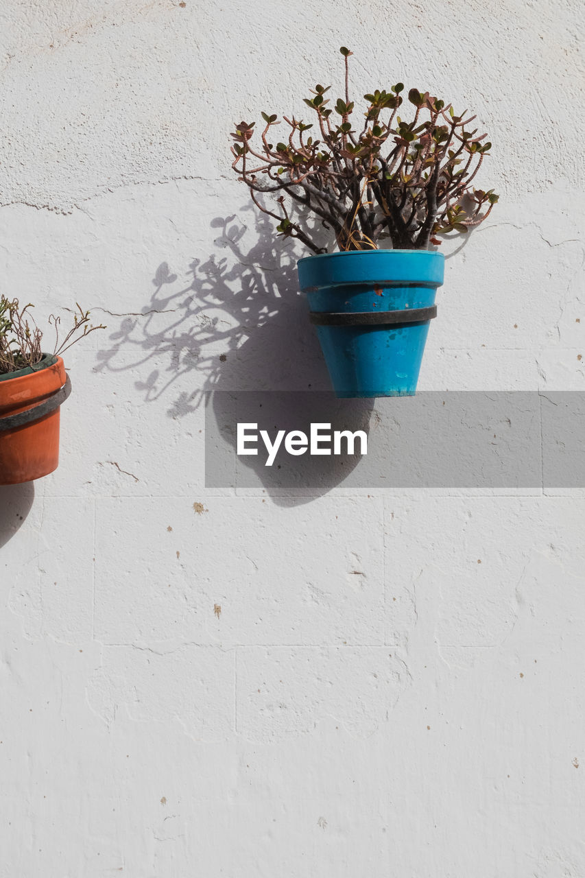 Potted plant on white wall