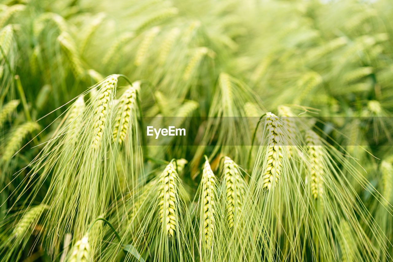 Macro close up of fresh ears of young green wheat in summer field. agriculture scene.