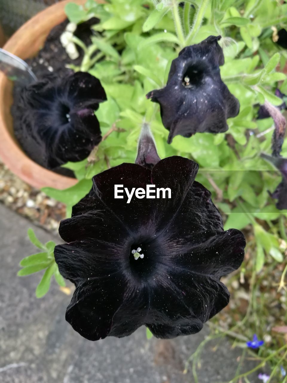 CLOSE-UP OF BLACK FLOWER