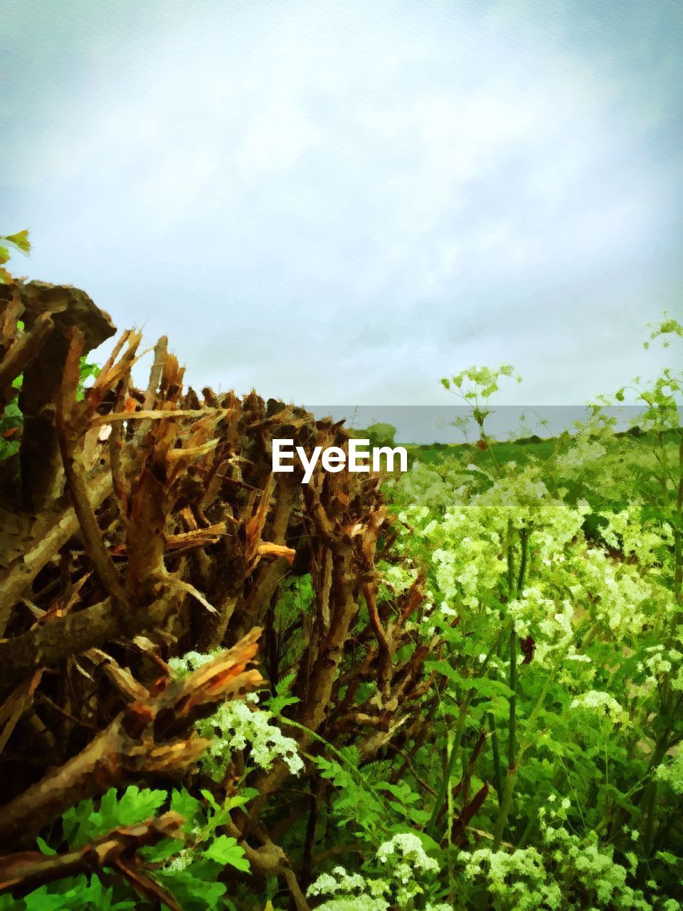 PLANTS GROWING ON TREE