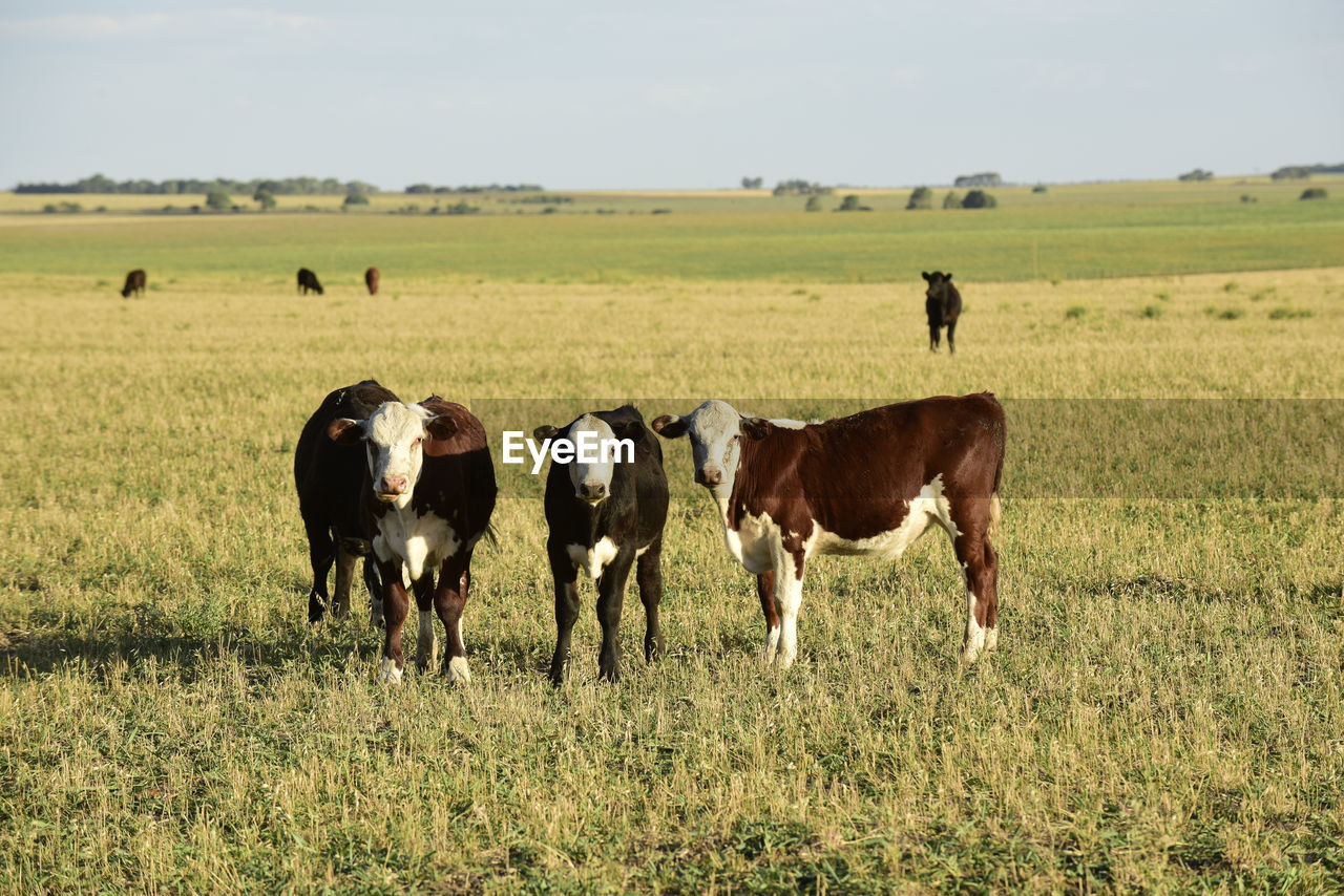 horse grazing in a field