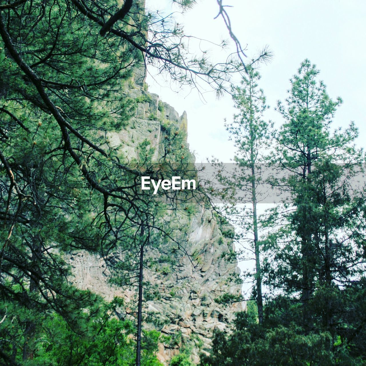 LOW ANGLE VIEW OF TREES AND PLANTS IN FOREST