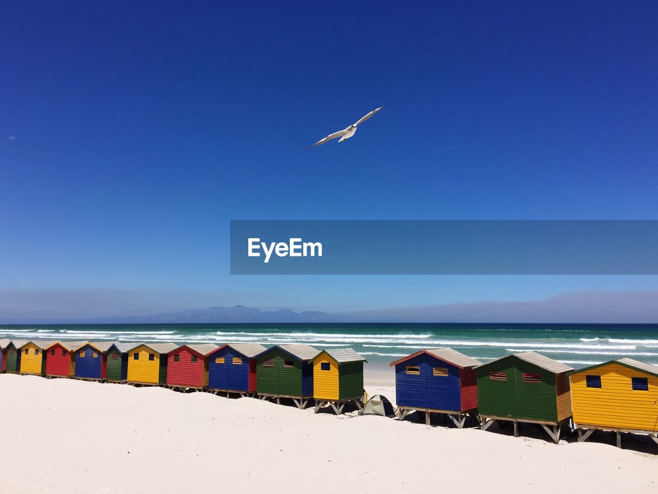 Seagull flying over multi colored huts at beach against clear blue sky