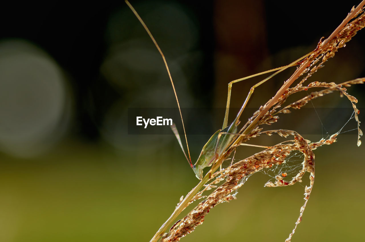 Close-up of a grasshopper on the grass