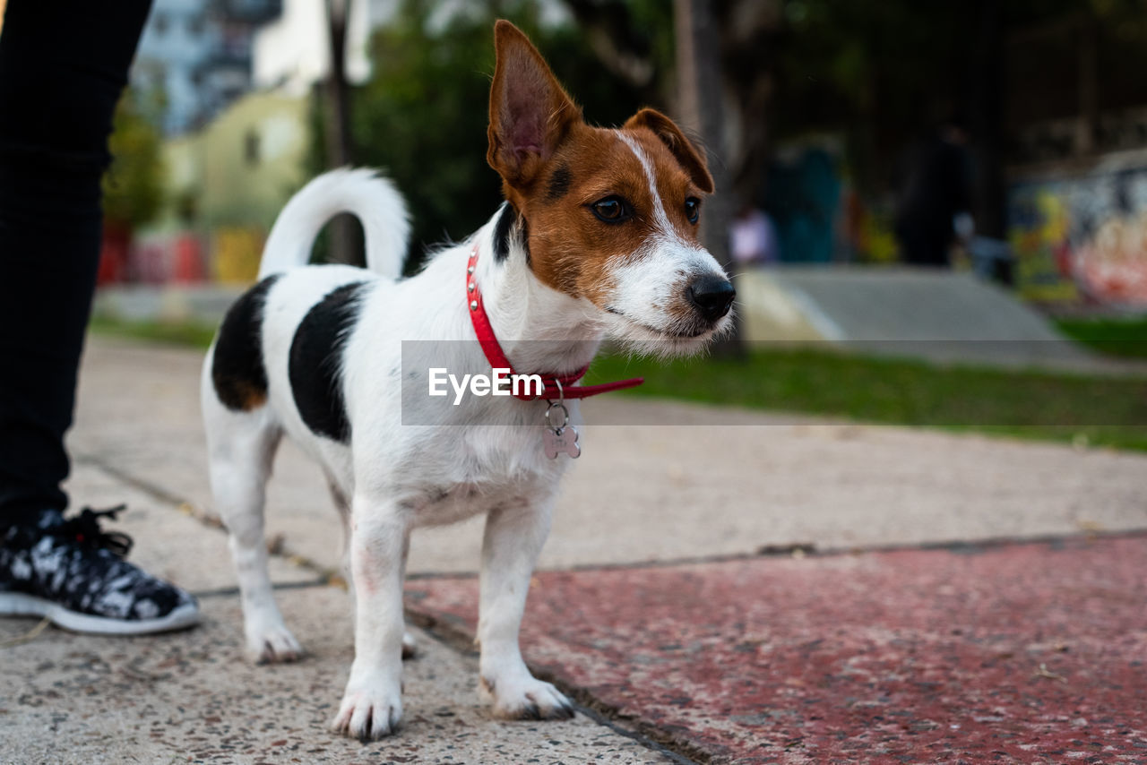 PORTRAIT OF A DOG LOOKING AWAY OUTDOORS