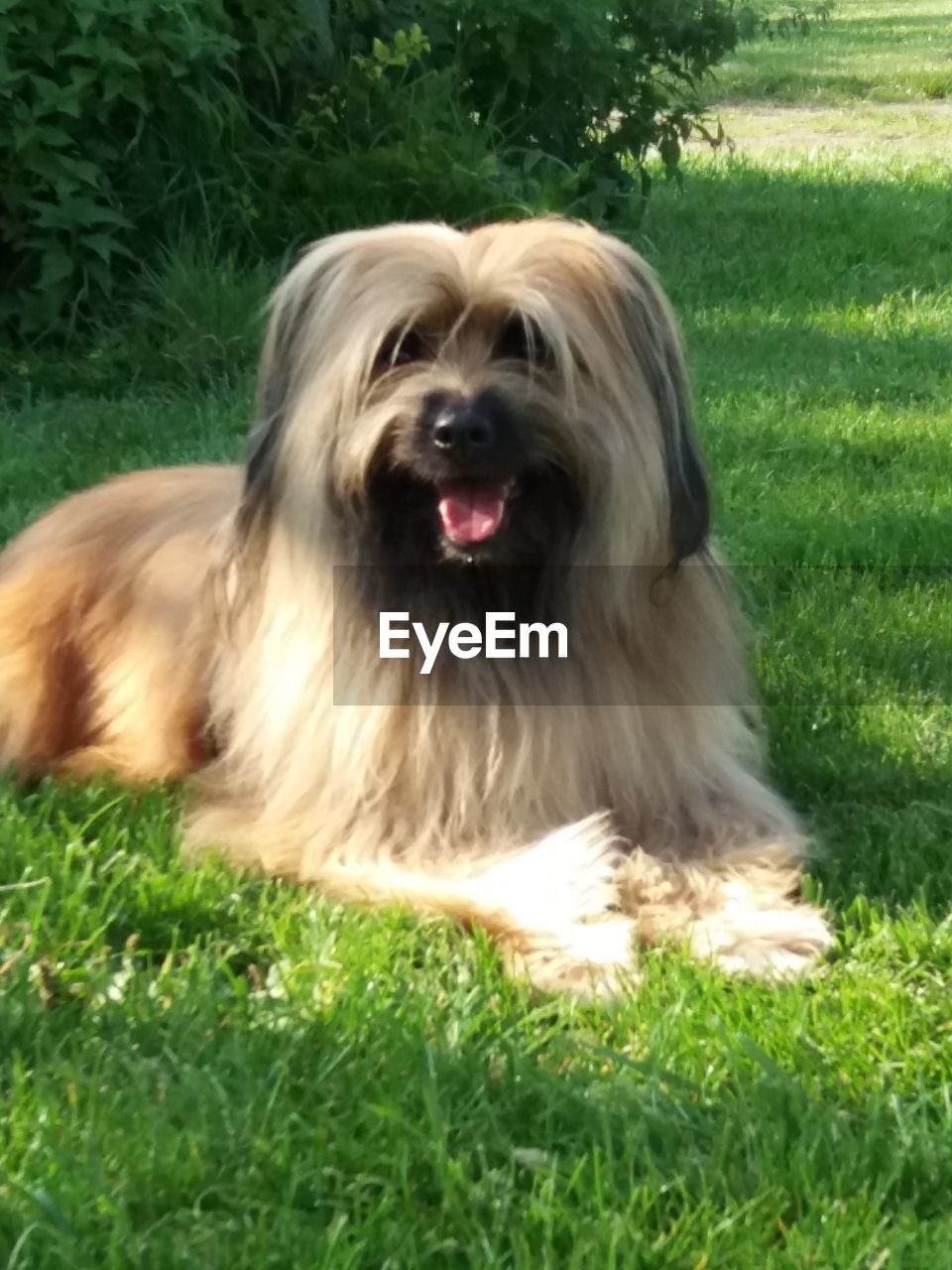 CLOSE-UP PORTRAIT OF DOG ON GRASS