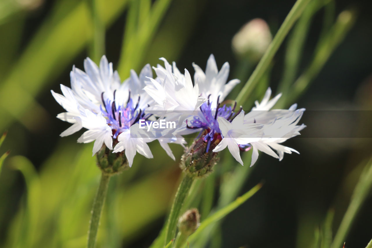 Close-up of insect on purple flower