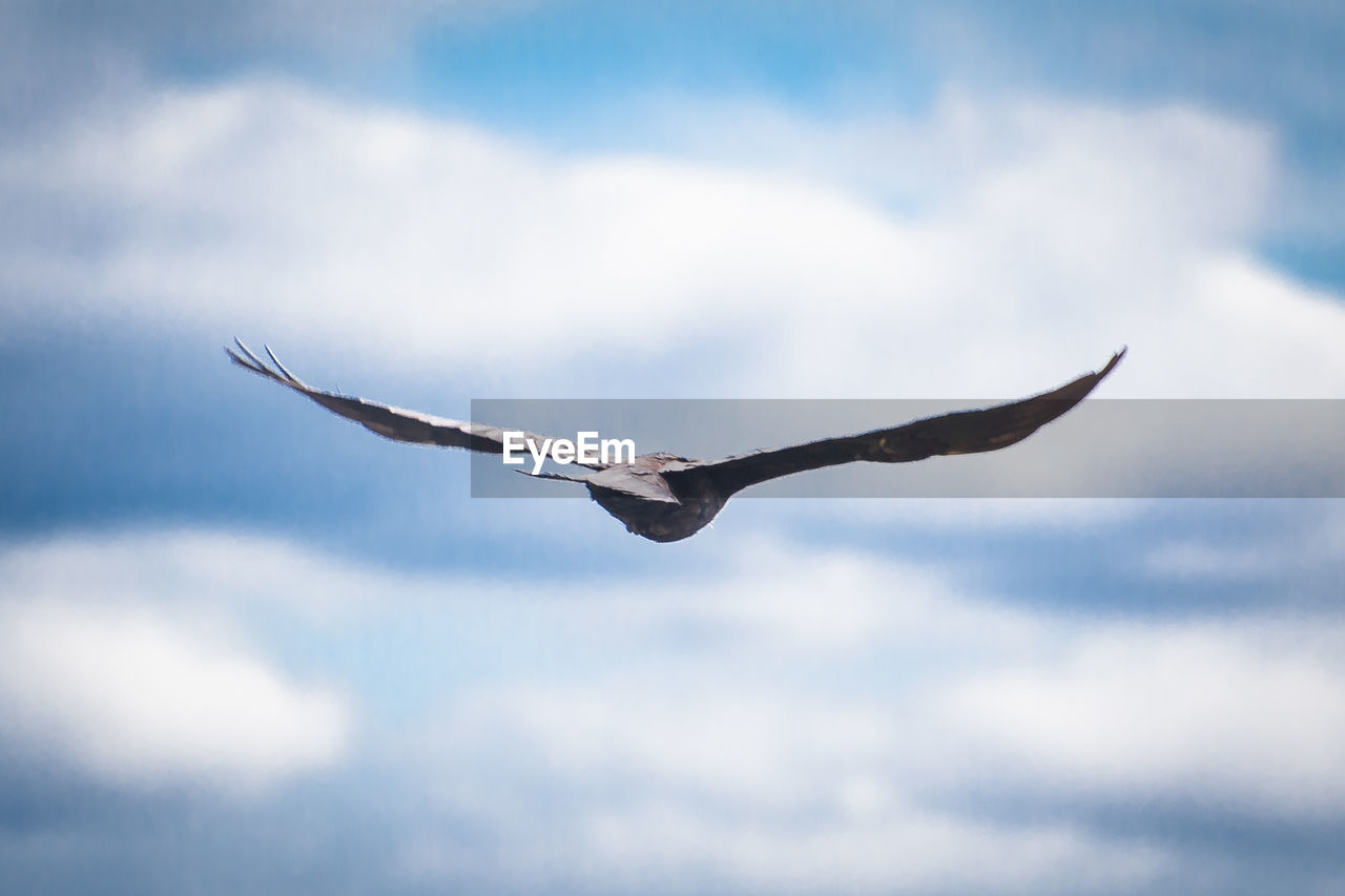 Low angle view of bird flying against cloudy sky