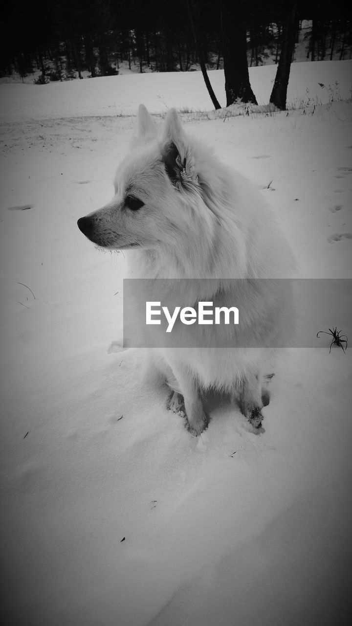 CLOSE-UP OF DOG ON SNOW COVERED LANDSCAPE
