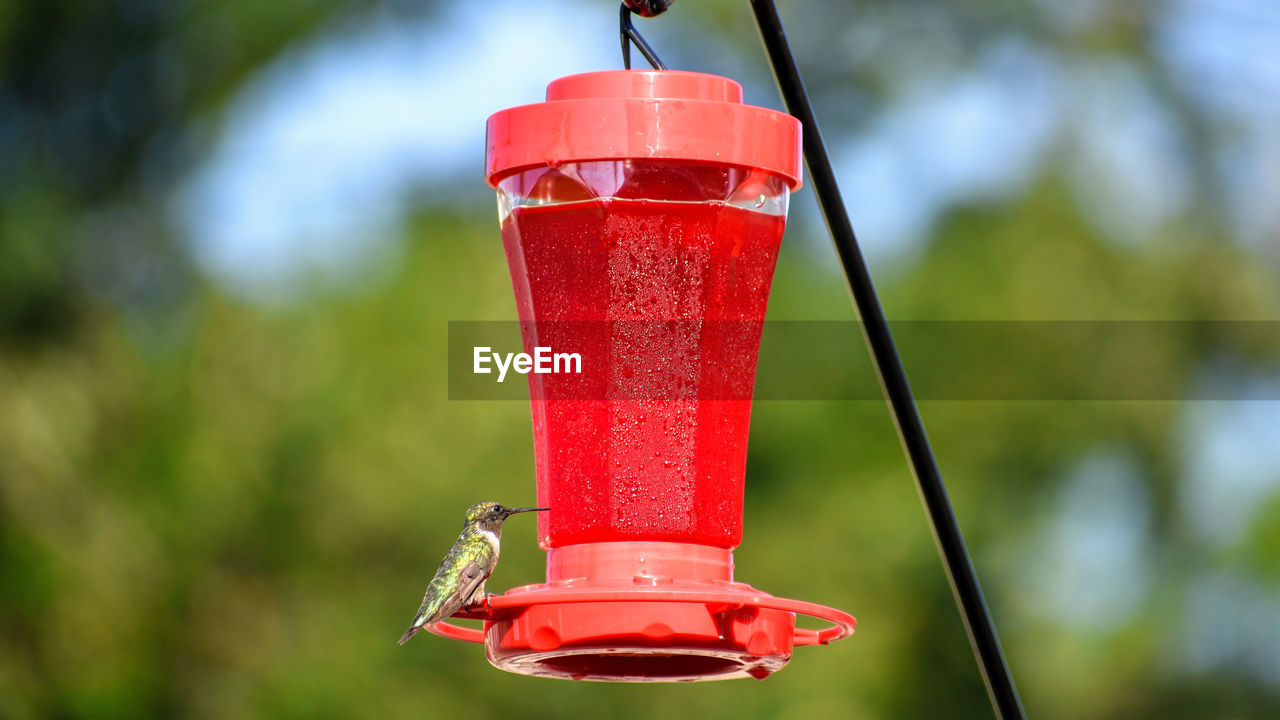 Close-up of hummingbird feeder