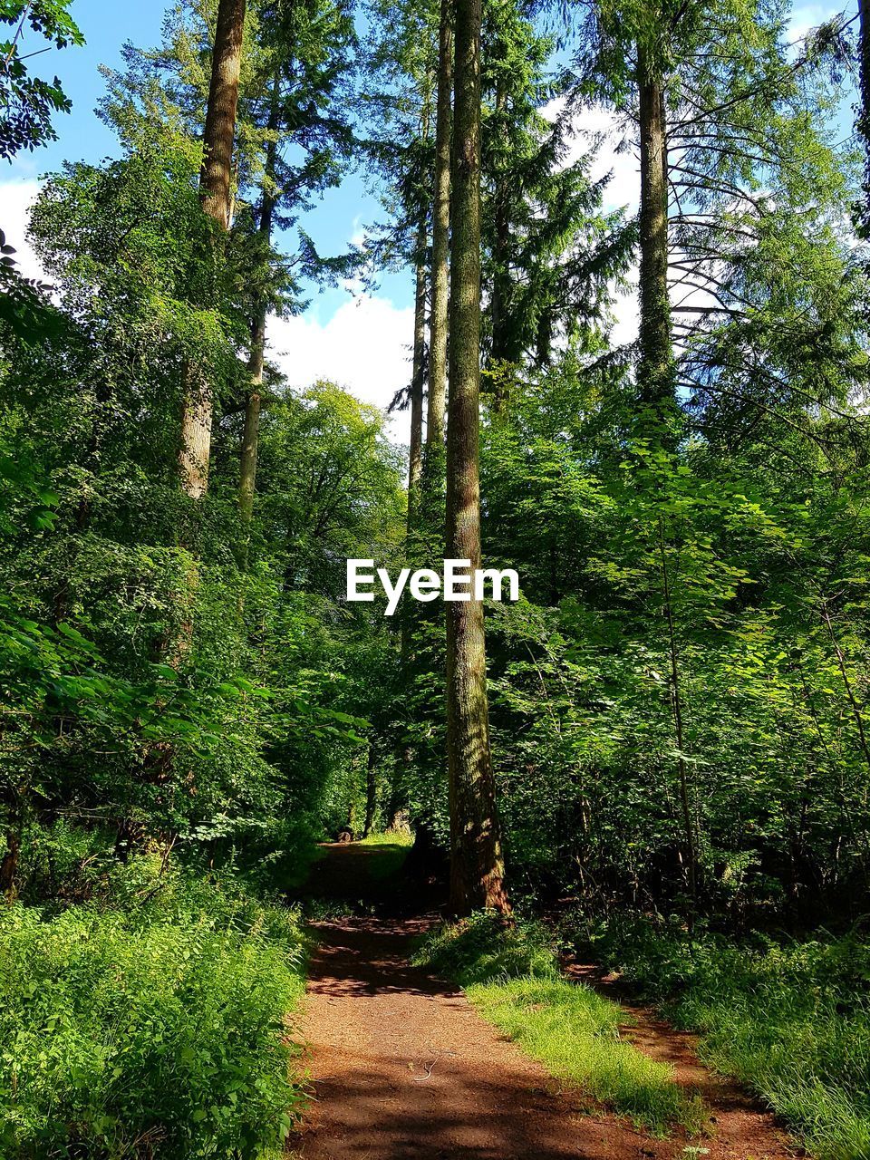 Trees in forest against sky