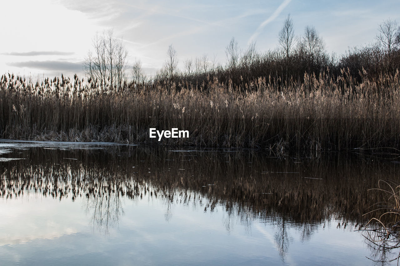 REFLECTION OF TREES IN LAKE