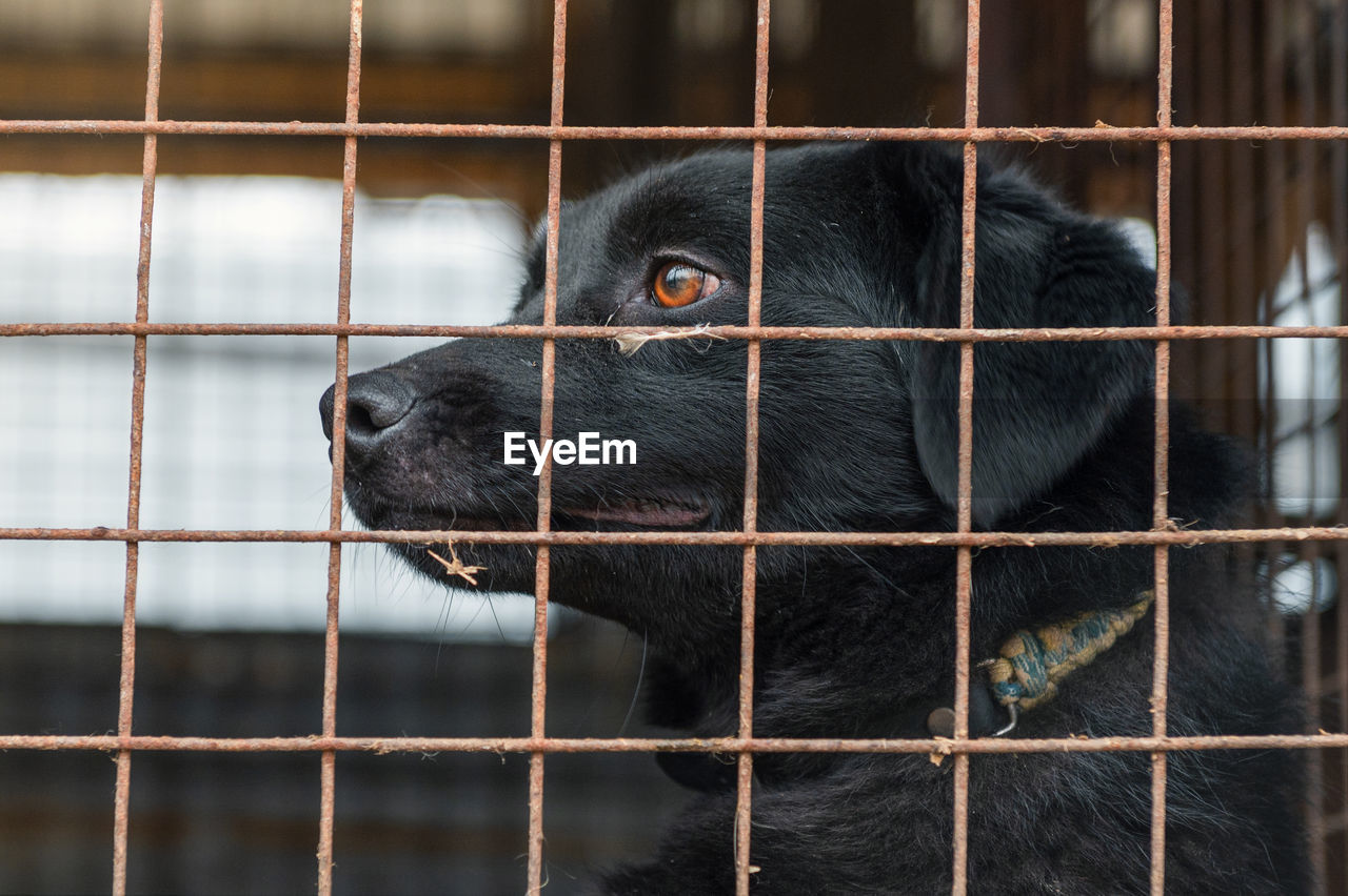 Dog in animal shelter waiting for adoption. dog behind the fences. canine behind bars. 