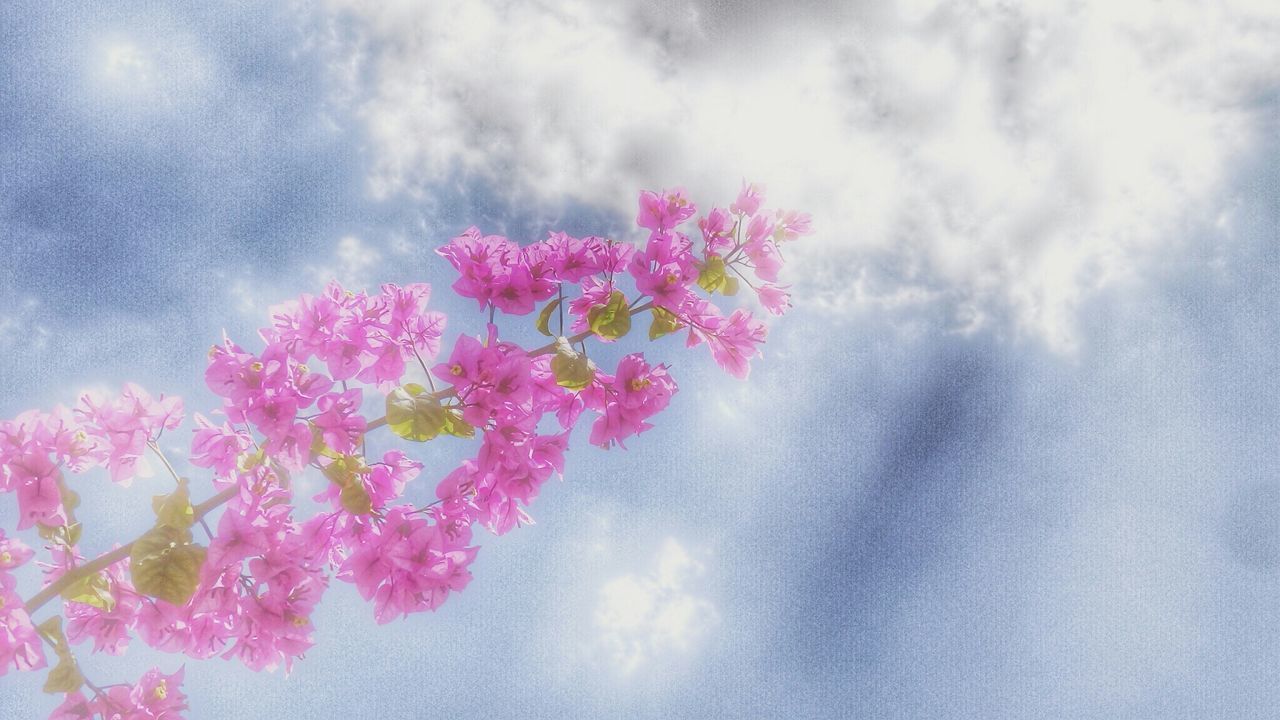 Close-up of pink flowers against the sky