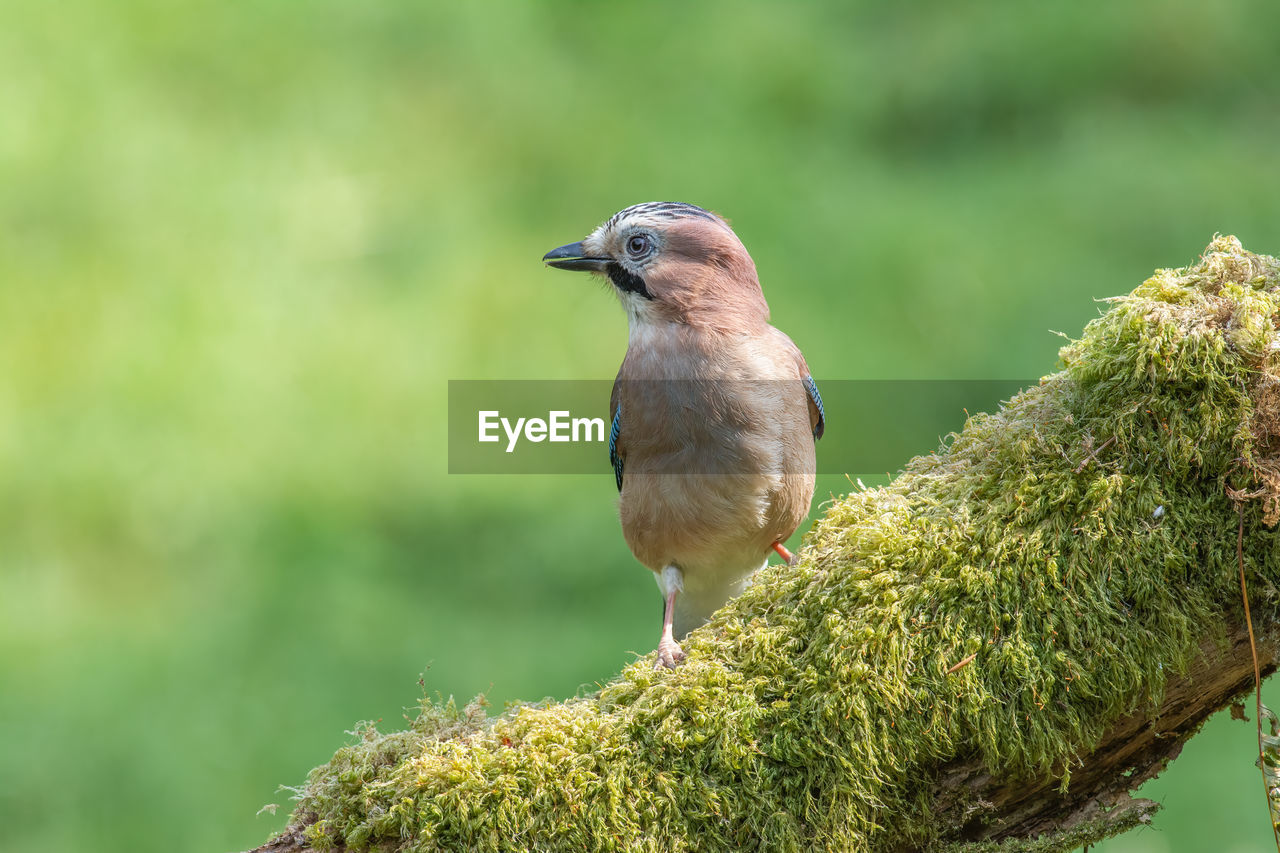 Eurasian jay, garrulus glandarius, perched on a moss-covered log against a blurred green background