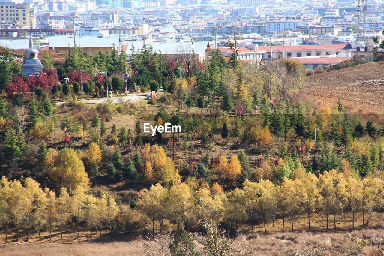 High angle view of trees and buildings in city