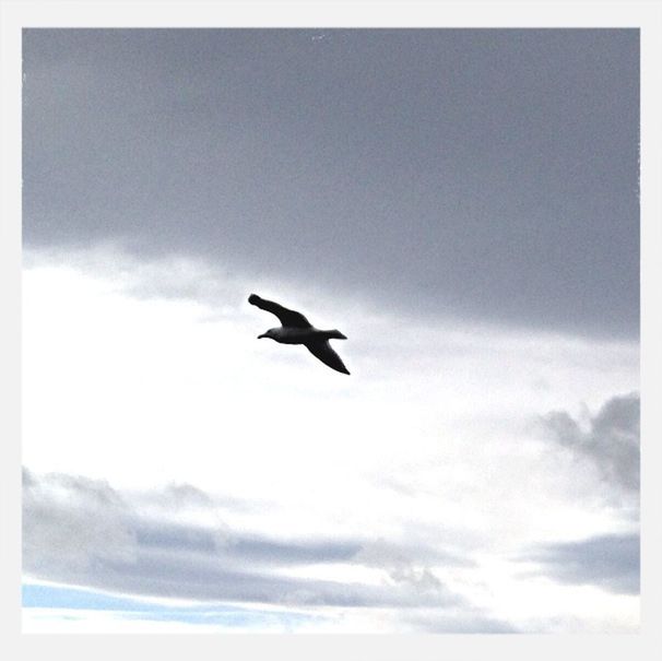 LOW ANGLE VIEW OF BIRDS FLYING IN SKY