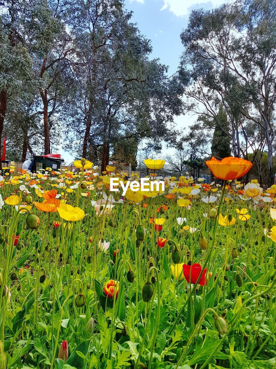 FLOWERS BLOOMING ON FIELD