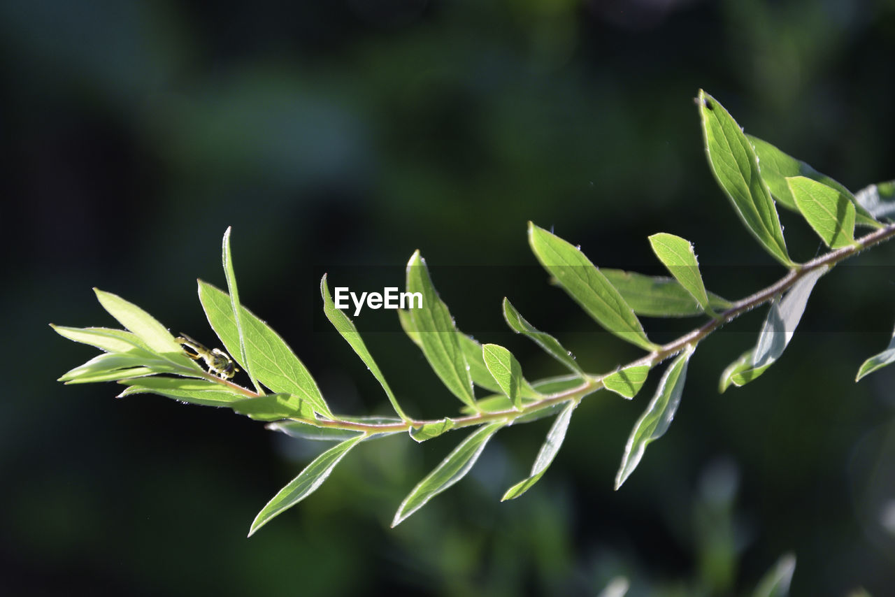 green, plant, branch, plant part, leaf, tree, nature, grass, flower, no people, growth, beauty in nature, close-up, macro photography, plant stem, focus on foreground, outdoors, shrub, food and drink, food, environment, social issues, land, day, freshness