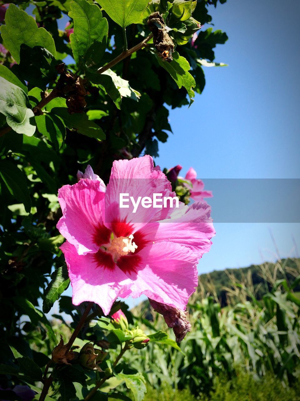 Close-up of pink flower