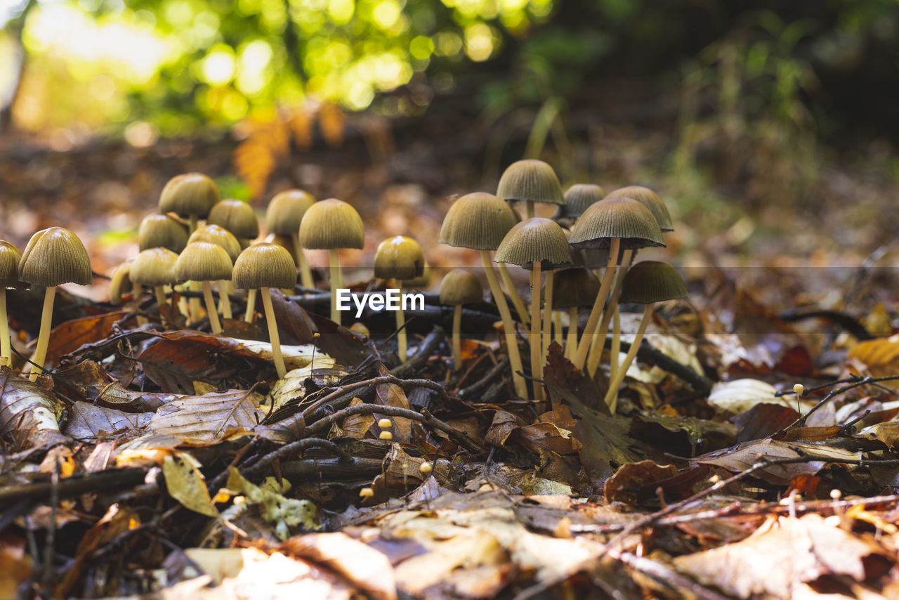 Numerous mushrooms growing in the cluster on the forest floor in early autumn
