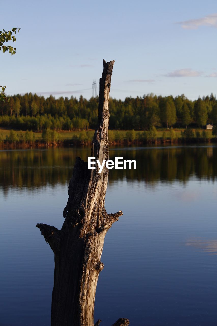 DRIFTWOOD ON TREE BY LAKE