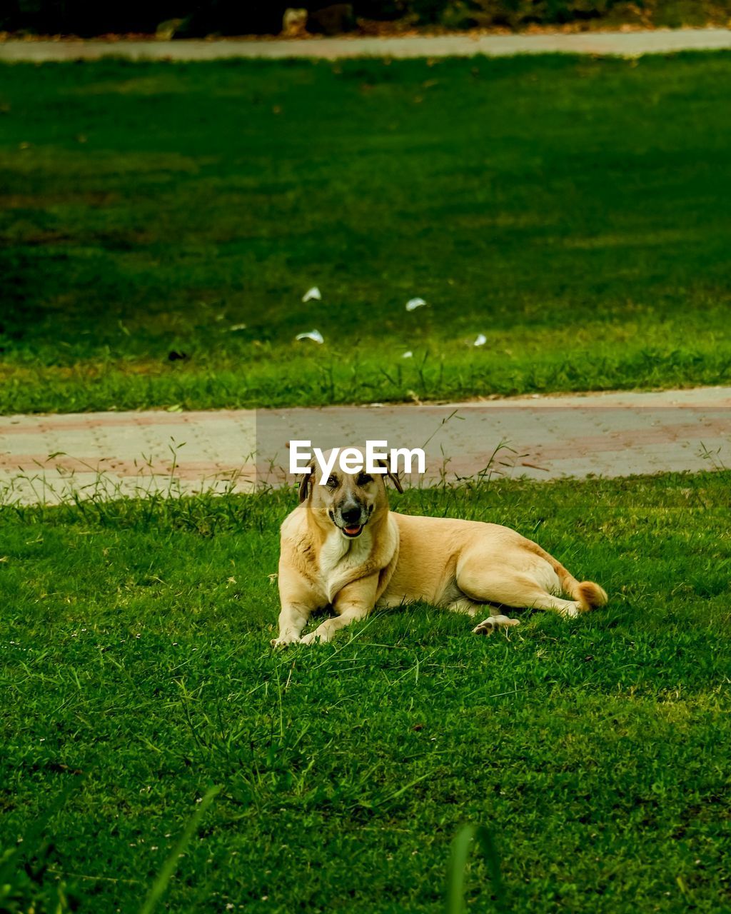 View of a dog relaxing on field