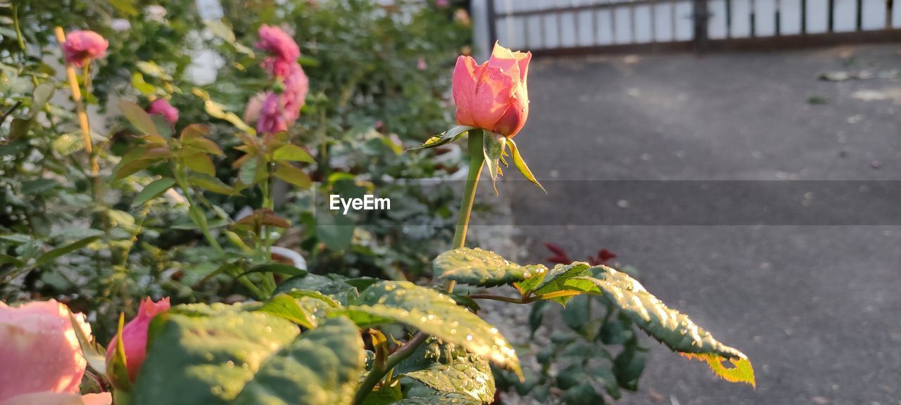 plant, flower, growth, nature, flowering plant, freshness, beauty in nature, day, leaf, plant part, no people, close-up, focus on foreground, fragility, outdoors, pink, petal, sunlight, green