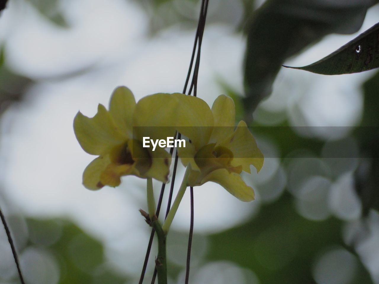 CLOSE-UP OF FLOWERING PLANTS