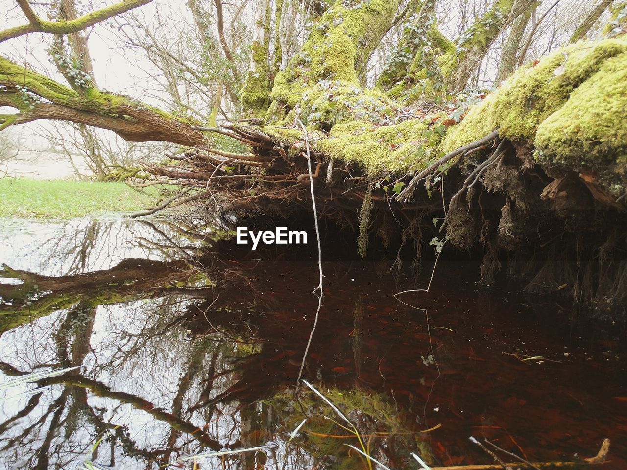 LOW ANGLE VIEW OF TREE IN FOREST