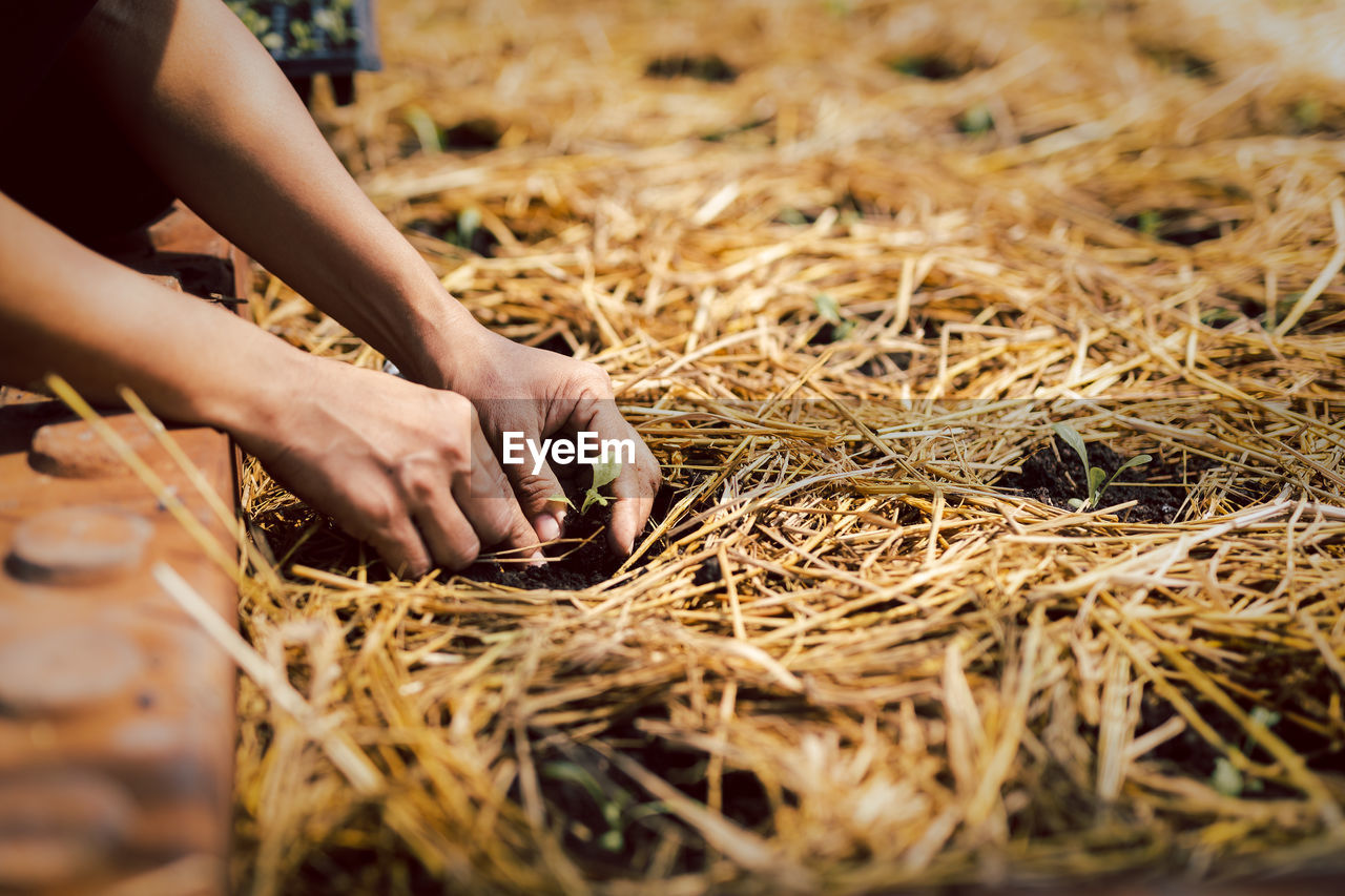 Farmer planting young sprout into fertile soil and rice straw in plant nursery.