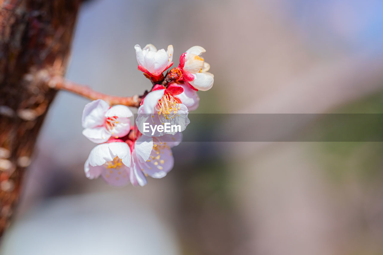 CLOSE-UP OF PINK CHERRY BLOSSOMS OUTDOORS